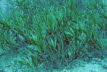 Fächer-Seegras