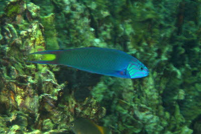 Mondsichel-Junker, ad.