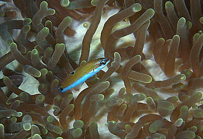 Mondsichel-Junker, juv.