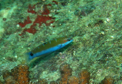 Mondsichel-Junker, semiad.