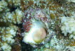 Gerippte Turbanschnecke