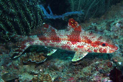 Mittelstreifen-Barbe