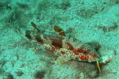 Mittelstreifen-Barbe