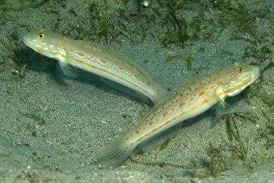 Maiden-Schl�fergrundel