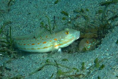 Maiden-Schl�fergrundel 