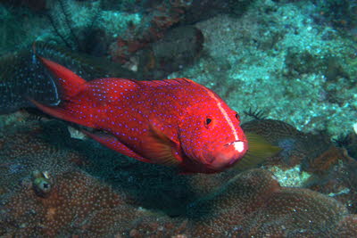 Wei�sichel-Juwelenbarsch