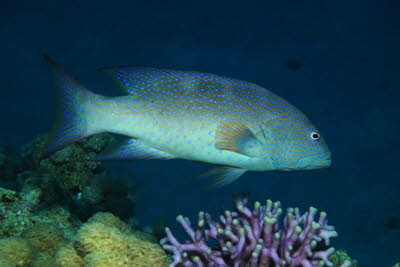 Mondsichel-Juwelenbarsch