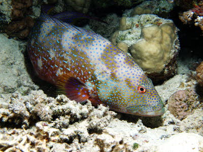 Mondsichel-Juwelenbarsch