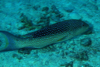 Mondsichel-Juwelenbarsch