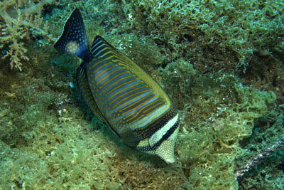 Indischer Segelflosser