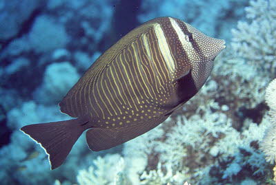 Indischer Segelflosser